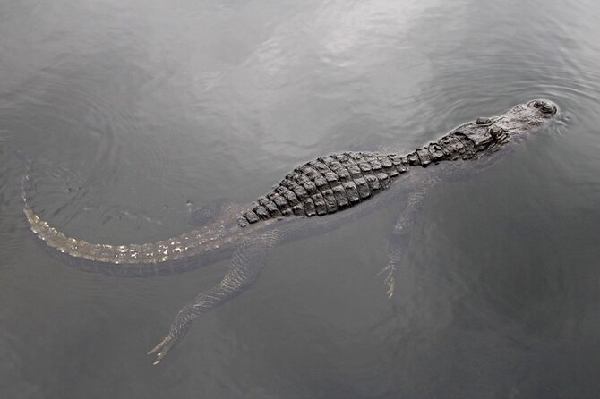 Everglades Small Group Express From Fort Lauderdale Airboat Ride