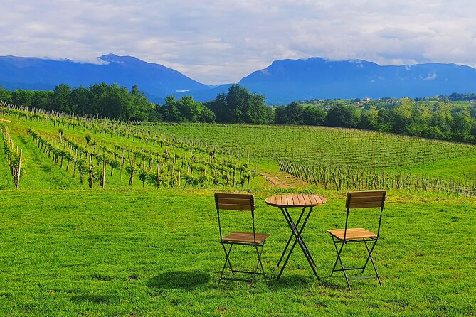 Exclusive Tour of the Vineyards With Visit to the Cellar!