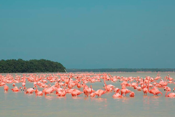 Excursion Las Coloradas & Rio Lagartos Only From Cancun - Good To Know