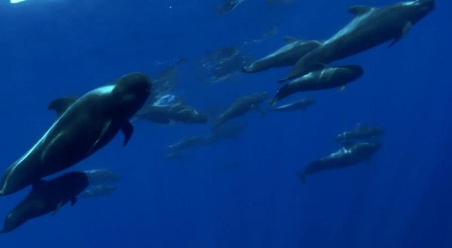 Excursion to See the Whales - 3 Hours - Good To Know