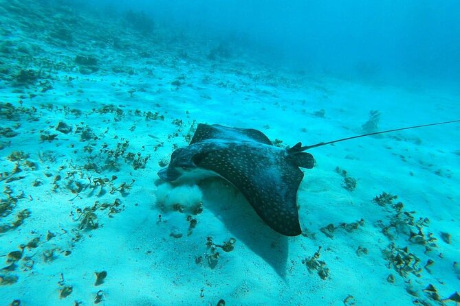 Experience Guided Snorkeling in Costa Maya