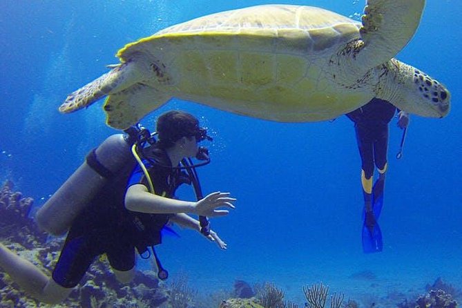 3 Best Scuba Diving Experiences In Rincon