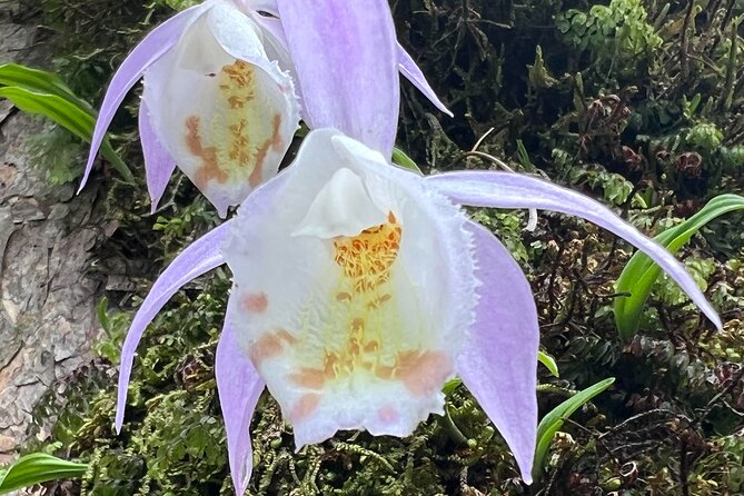 Explore the Beauty of Champa Devi: A Rewarding Hiking Experience - Good To Know