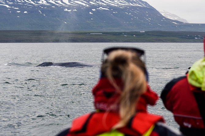 Express Whale Watching by RIB Boat From Akureyri - Good To Know