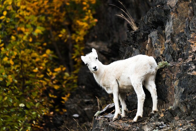 3 Best Photography Experiences In Anchorage