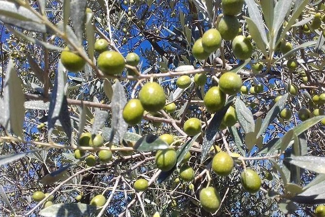 Extra Virgin Olive Oil Experience