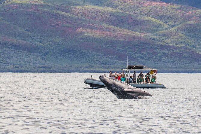Eye-Level Whale Watching Eco-Raft Tour From Lahaina, Maui