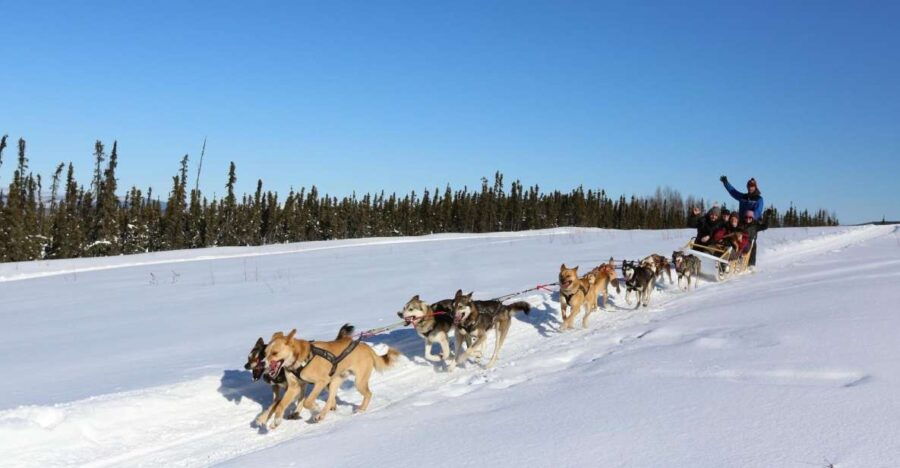 Fairbanks: 1-Hour Alaskan Winter Dog Sledding Adventure - Good To Know
