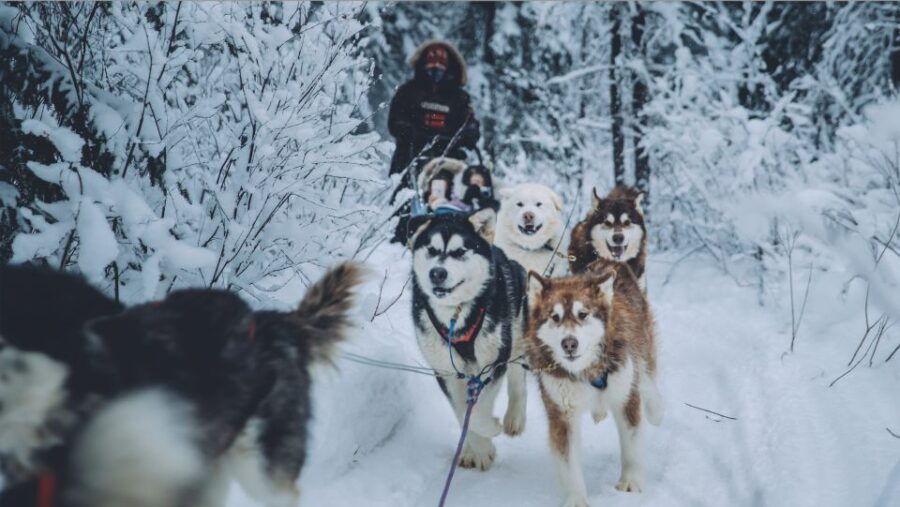 Fairbanks: Malamute Dog Sledding Tour With Transportation