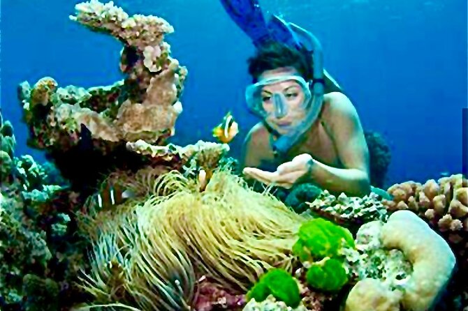 Family Fun-Snorkeling Activity in Montego Bay W/Lunch Stop - Good To Know