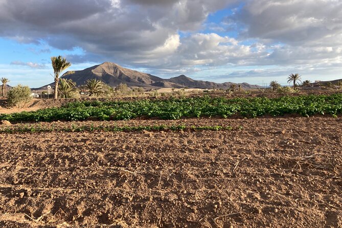 Family Hiking With Goats Experience in Fuerteventura