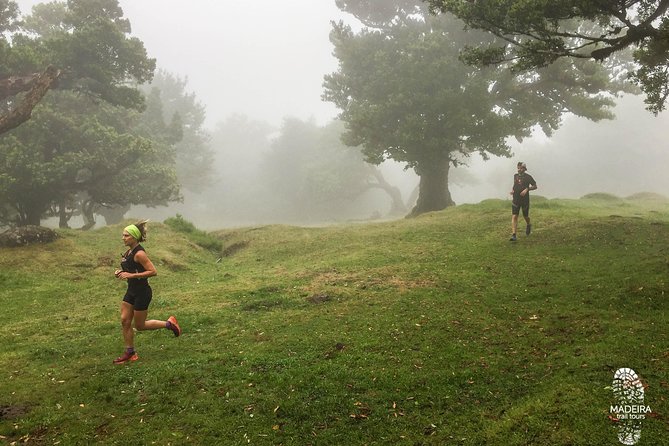 Fanal Ancient Forest Running Tour (Easy-Moderate) - Pricing and Booking Details