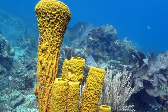 Fantastic Catalina Island, Beach and Depth - Overview and Costs