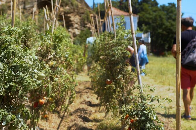 Farm to Table - Local Cooking Experience - Good To Know