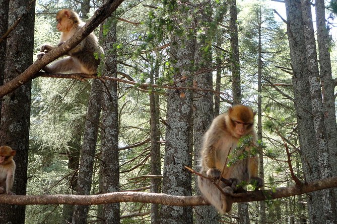 Fes to Middle Atlas Day Trip - Good To Know