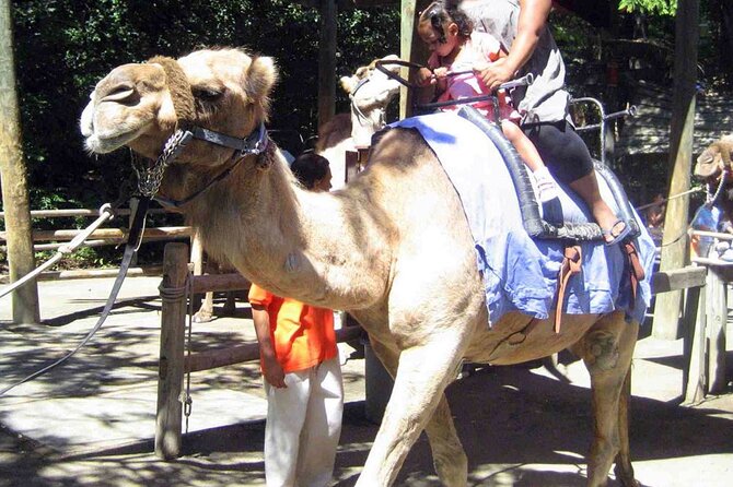 Fethiye Camel Riding at Gosht Town