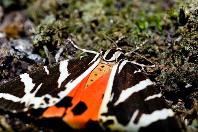 Filerimos and Valley of the Butterflies