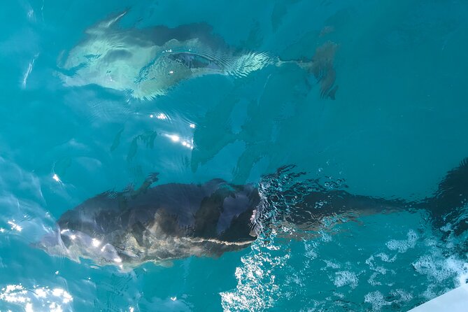 First Dive in Nice - Good To Know