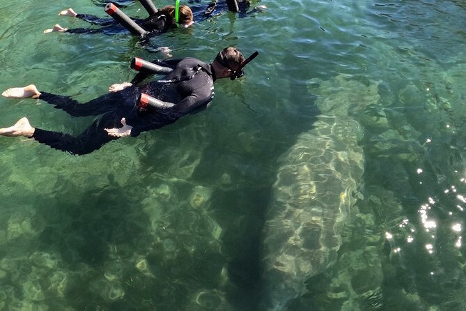 Florida Manatee Swim Adventure - Good To Know