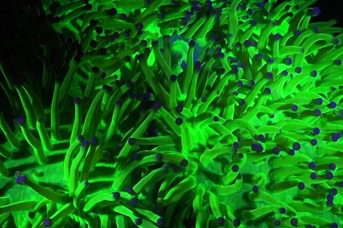Fluorescent Diving With Ultraviolet Dive Lights - Good To Know