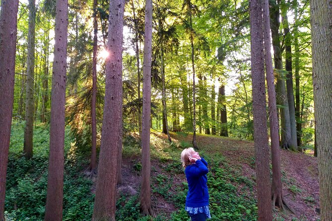 Forest Bathing in the Sonian Forest, Belgium.