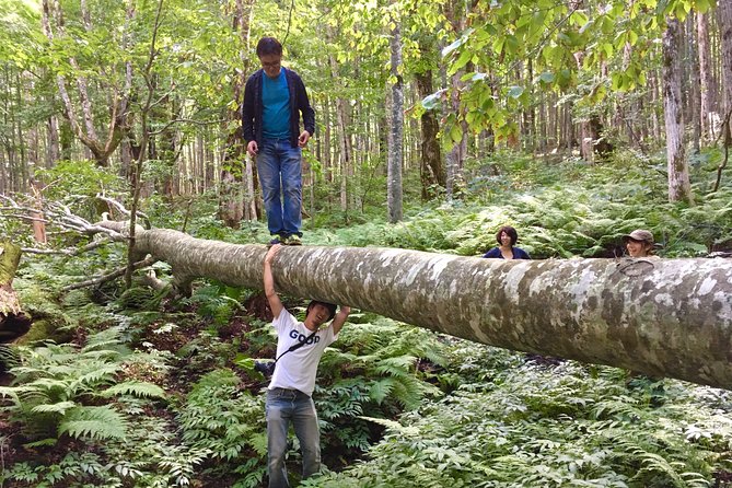 Forest Healing Around the Giant Beech and Katsura Trees - Good To Know