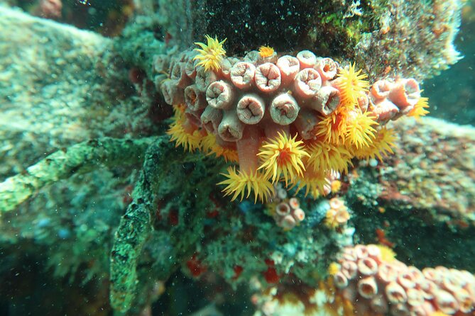Fort Lauderdale Private Atlantic Snorkel Tour