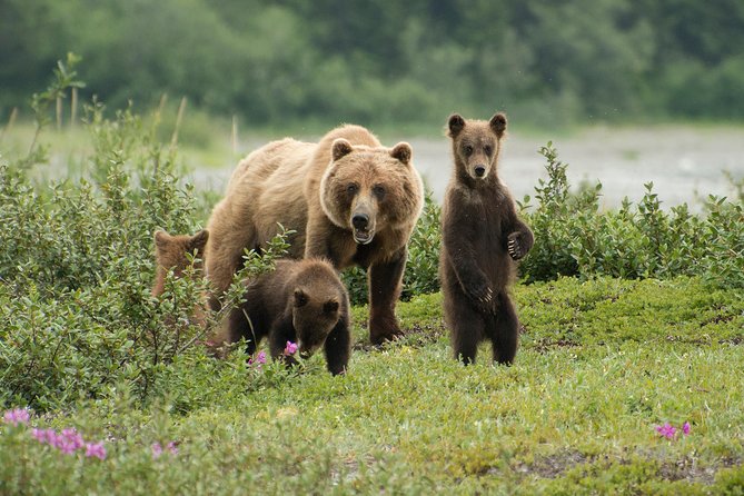 Fortress of the Bears Pack Creek