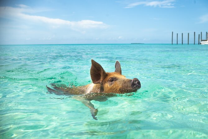 Four-Hour Pig Swim and Activities at Rose Island  - New Providence Island - Overview of Experience