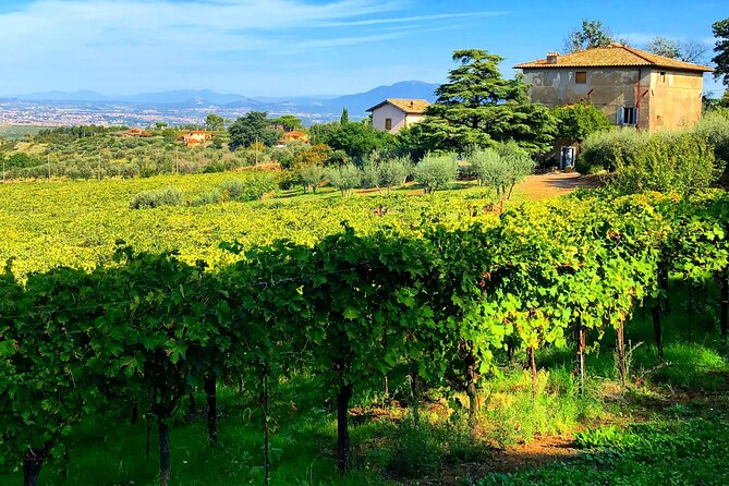 Frascati Food Tour and Winery Visit - Rome