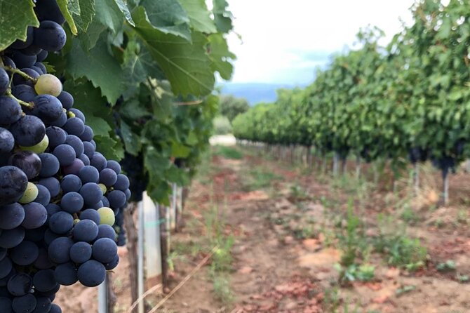 Frascati Wine Road From Rome: Tasting & Lunch - Good To Know