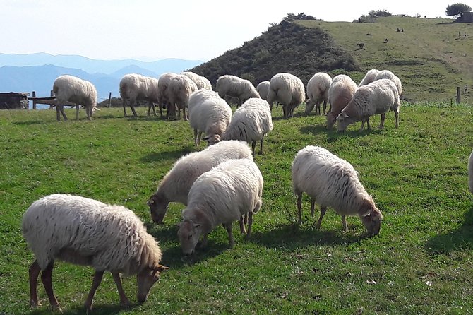 French-Basque Countryside Private Tour Discover the Hidden Beauty of Pyrenees