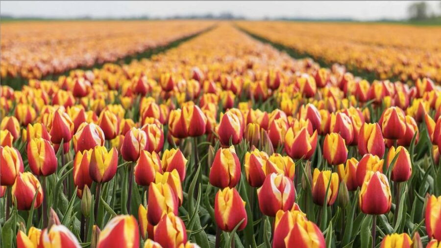 From Amsterdam: Keukenhof and Tulip Fields Transfer - Location and Transportation