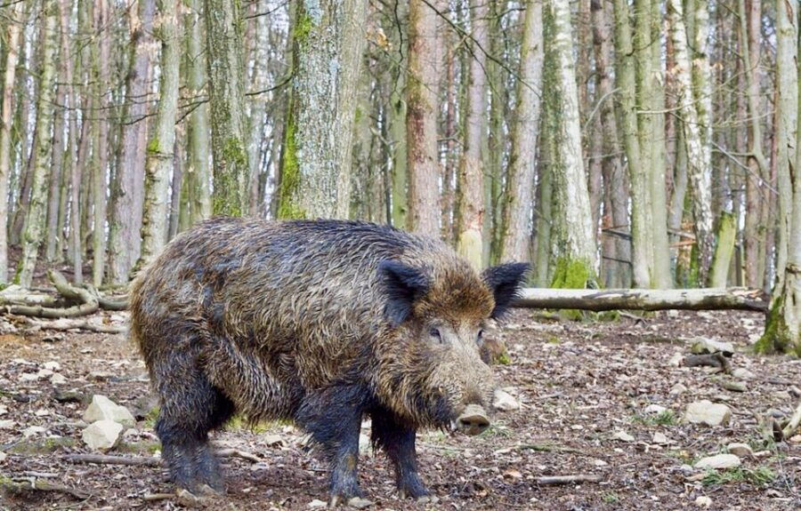 From Amsterdam: Small Group Tour NP Hoge Veluwe (Van Gogh) - Good To Know