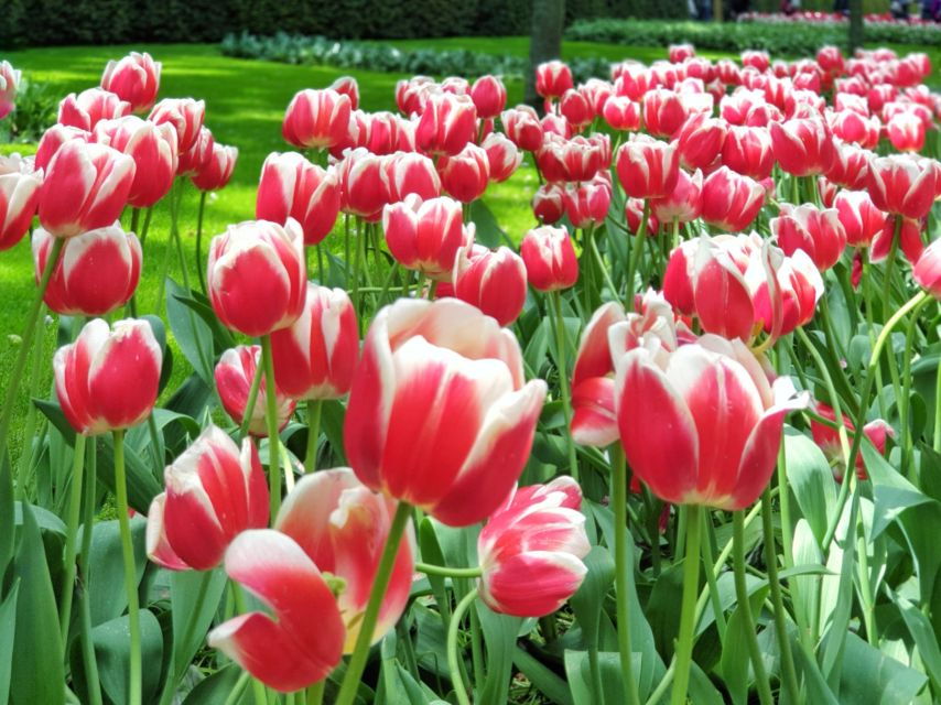 From Amsterdam: Tulip Tour Keukenhof & City Tour Delft - Good To Know