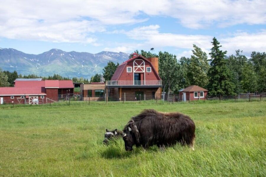 From Anchorage: Scenic Drive and Guided Musk Ox Farm Tour - Good To Know