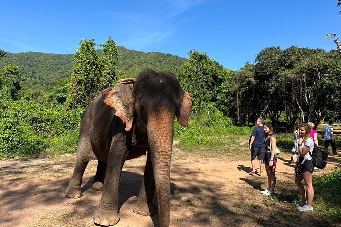 From Bangkok: Elephant Jungle Sanctuary Day Trip - Good To Know