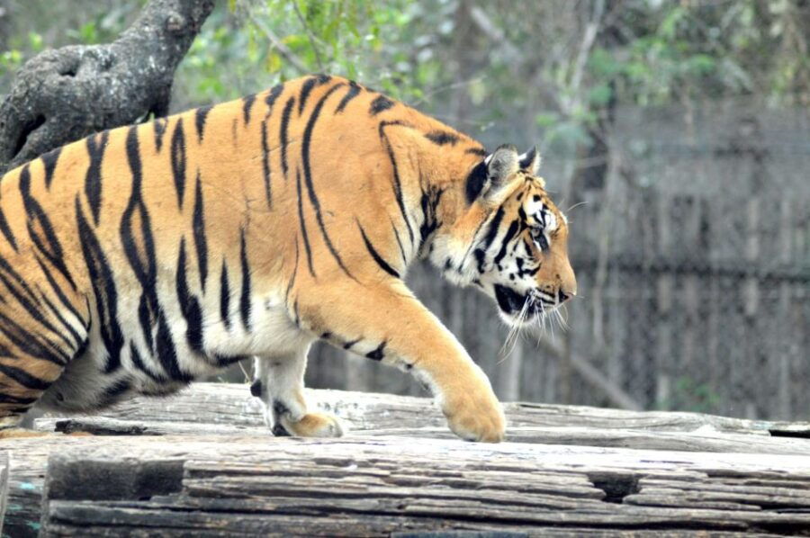From Delhi : 2 Days Jim Corbett Tiger Safari Tour By Car - Good To Know