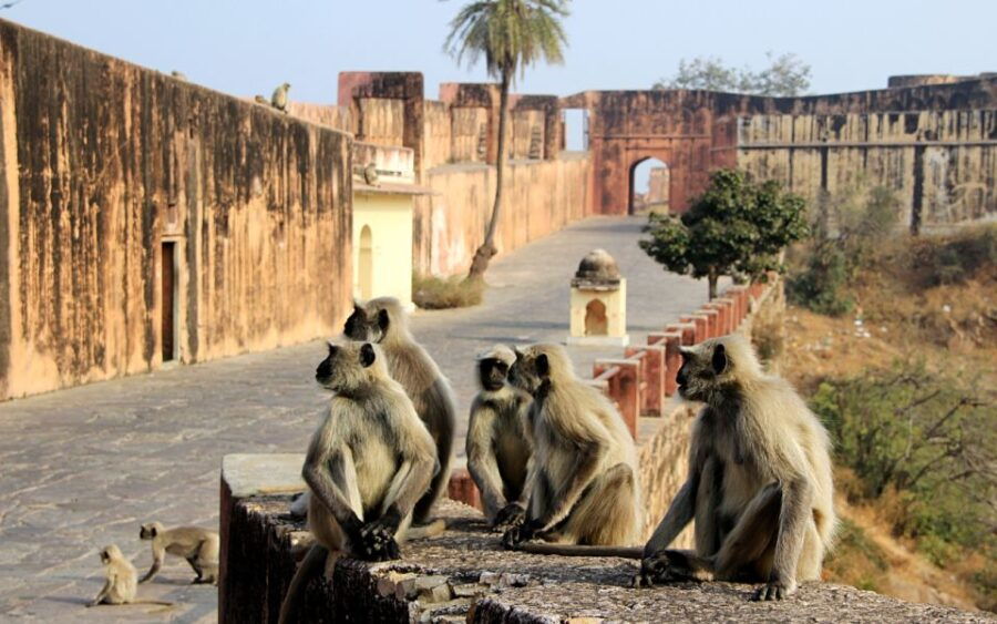 From Delhi: 5-Day Golden Triangle & Ranthambore Tiger Safari - Good To Know