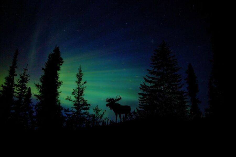 From Fairbanks: Northern Lights and Arctic Circle Tour