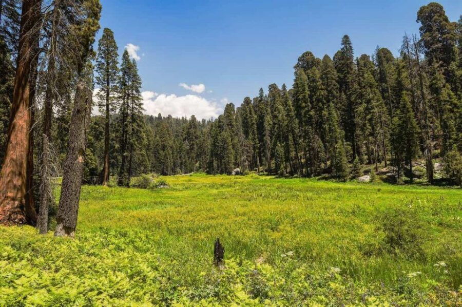 From Fresno: Sequoia National Park Tour W/ Transfer & Lunch