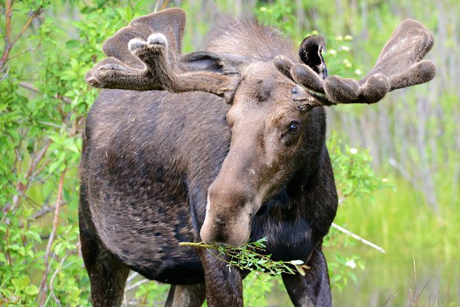 From Jackson Hole: Yellowstone Old Faithful, Waterfalls and Wildlife Day Tour