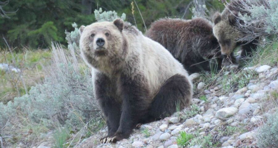 From Jackson: Yellowstone Day Tour Including Entrance Fee