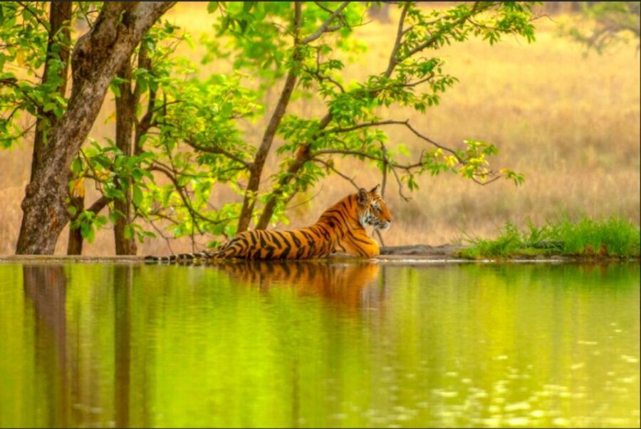 From Jaipur: Ranthambore Tiger Safari Overnight Tour - Good To Know