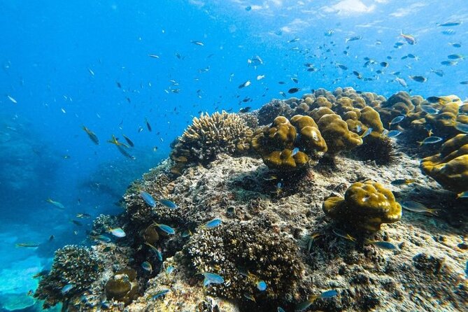 From Krabi to Phi Phi Islands Speedboat Day Tour