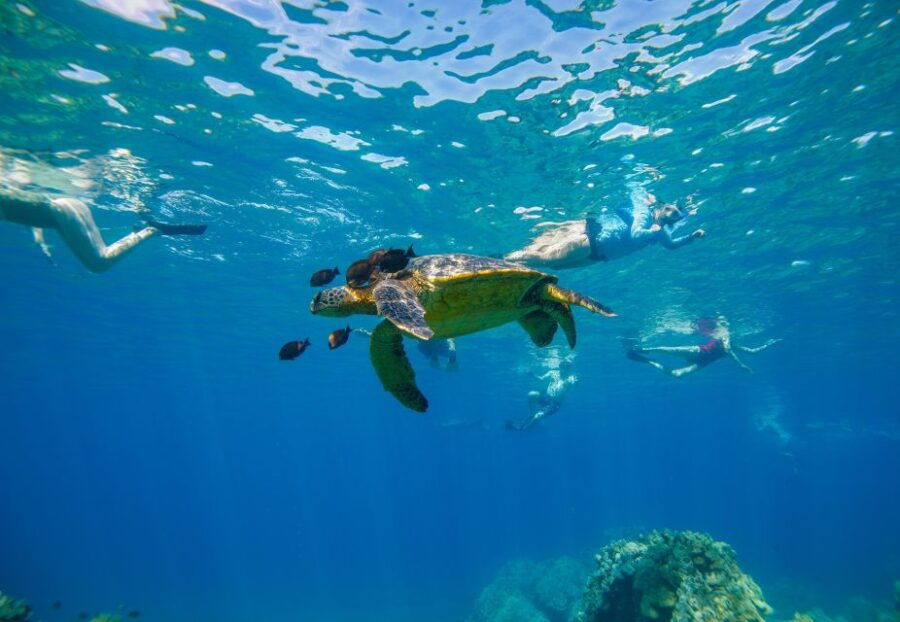 From Maalaea: Half-Day Snorkel & Whale Watching Excursion