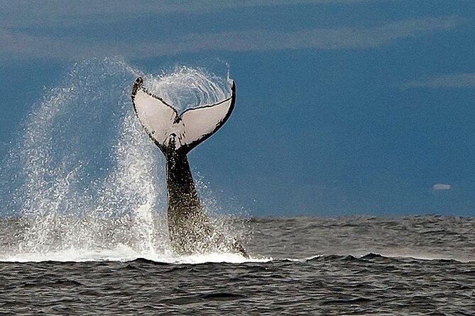 From Maalaea Harbor: Afternoon Whale Watch Cruise Aboard Calypso