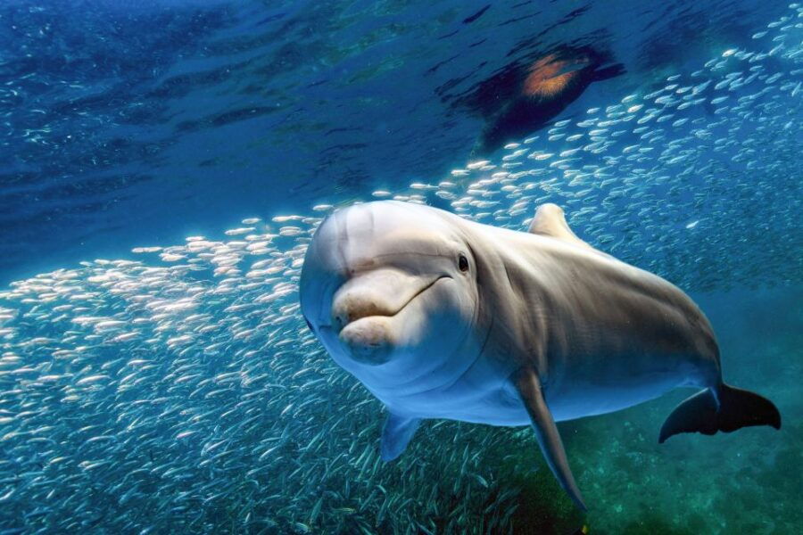 From Ma'alaea Harbor: Lana'i Snorkel and Dolphin Adventure - Good To Know