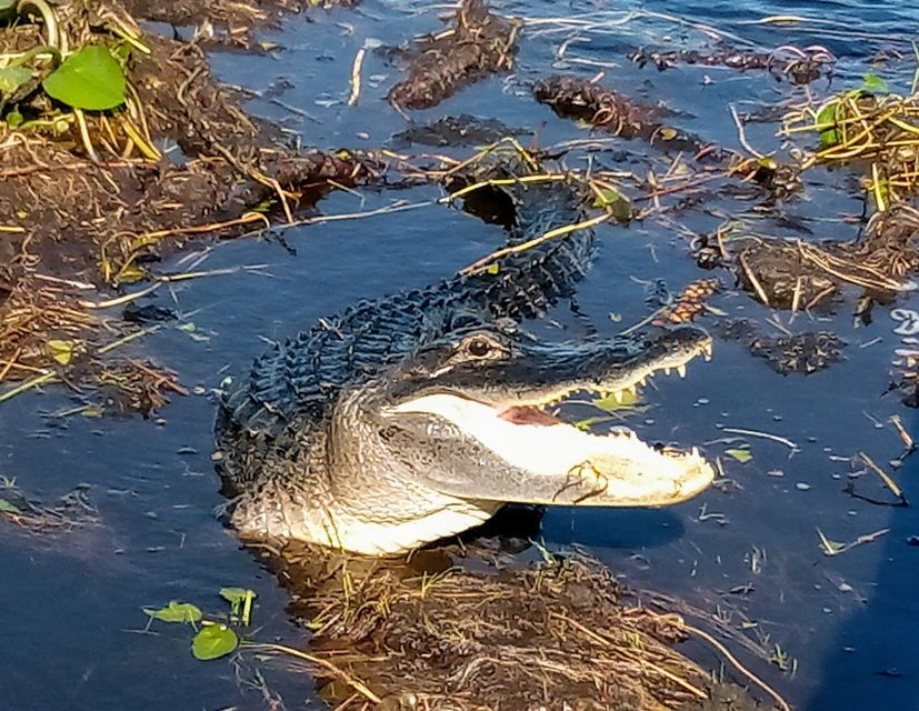 From Miami: Everglades Tour W/ Wet Walk, Boat Trips, & Lunch - Good To Know