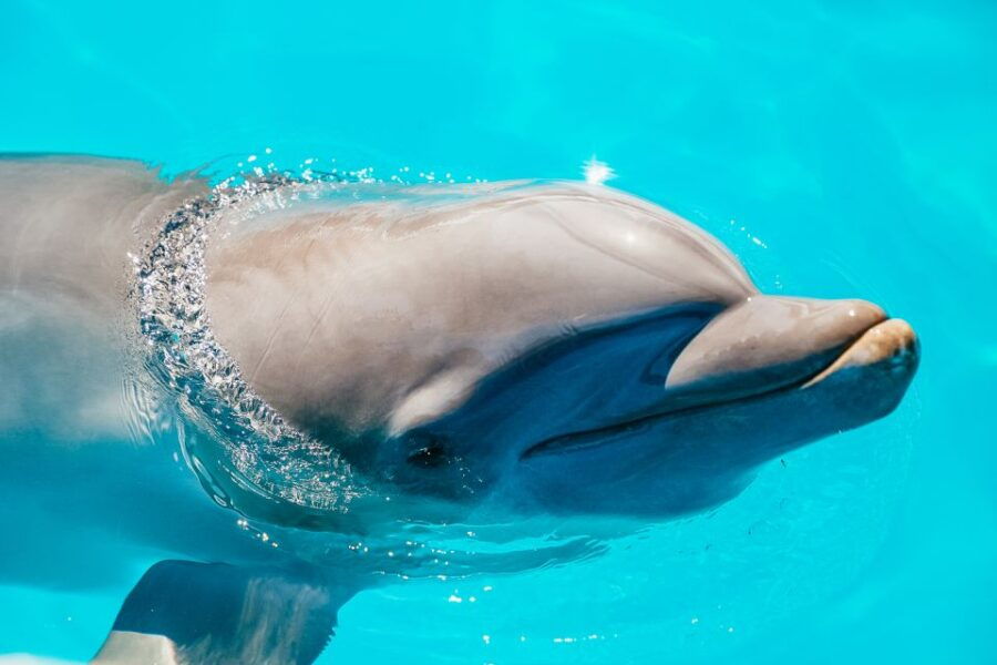 From Miami: Key West Day Trip - Activity Details and Options